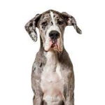 Great Dane